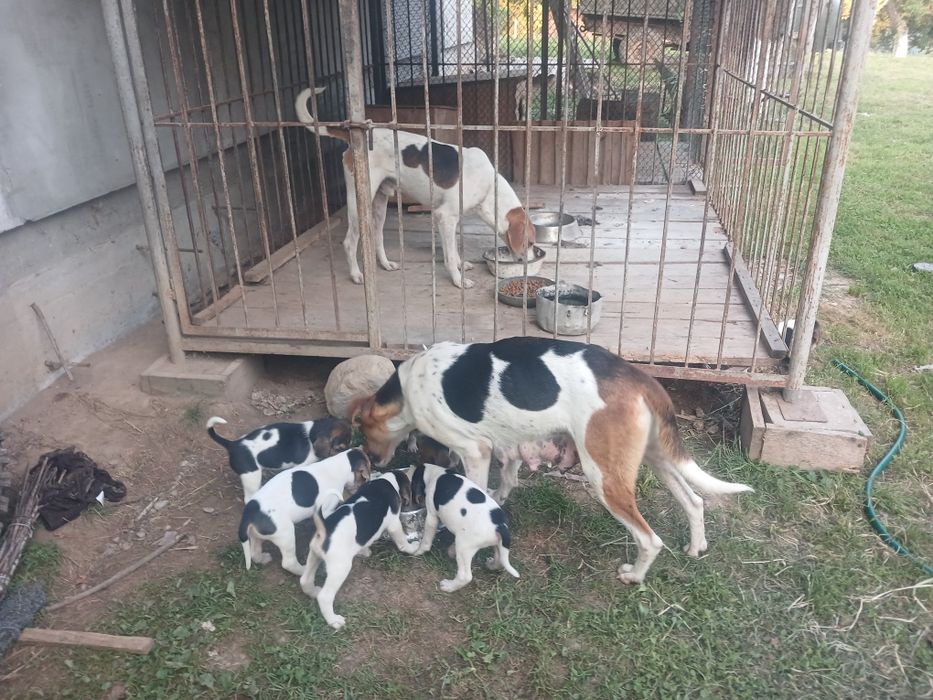 Щенки Руської першої гончі