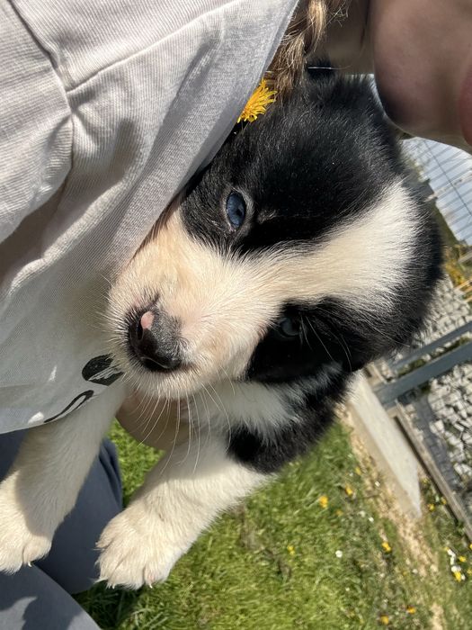 Szczeniak Border Collie