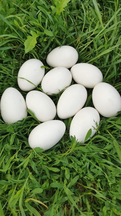 Jaja gęsie świeże