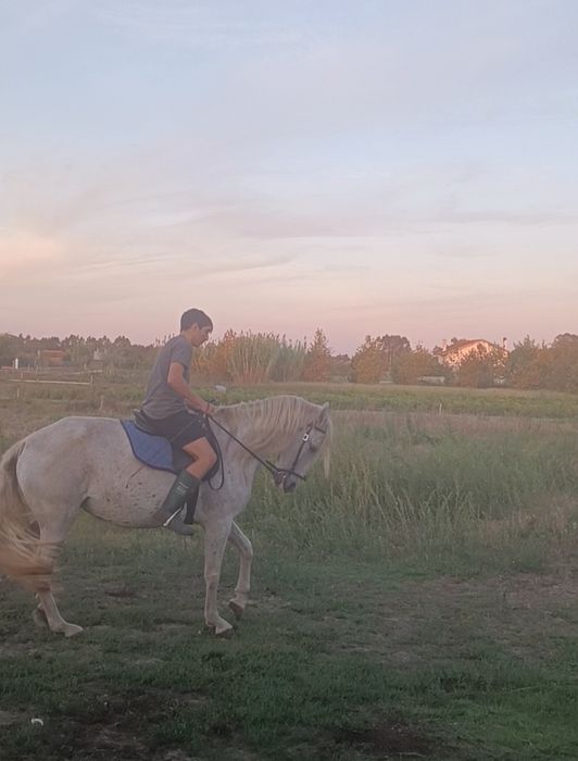 Égua bem treinada e mansa