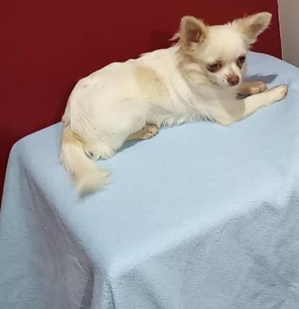 Yorkshire x chichuachua