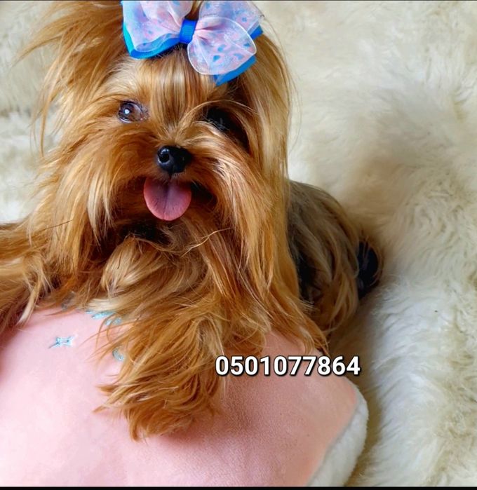 Миниатюрный мальчик йоркширского терьера (йорк)для вязки