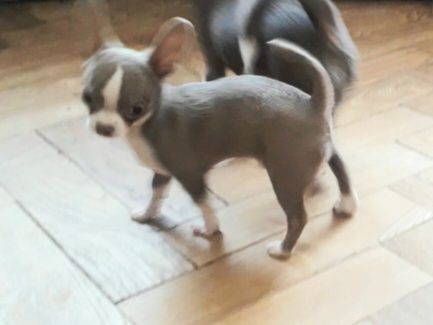 Ліловий хлопчик,у Львові