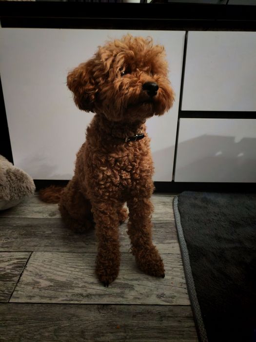 Той пудель вязка, ищет невесту, пудель карликовый вязка, редбраун