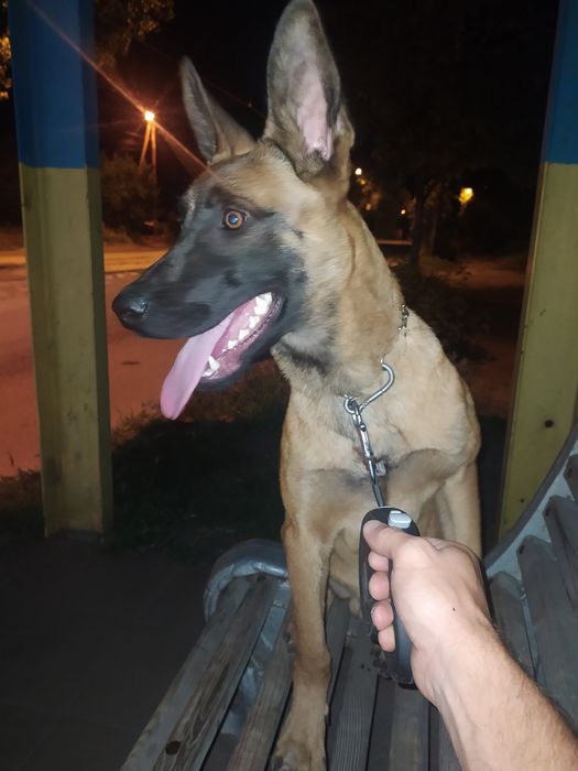 Продаж щенят та підростків бельгійської та голландської вівчарки.