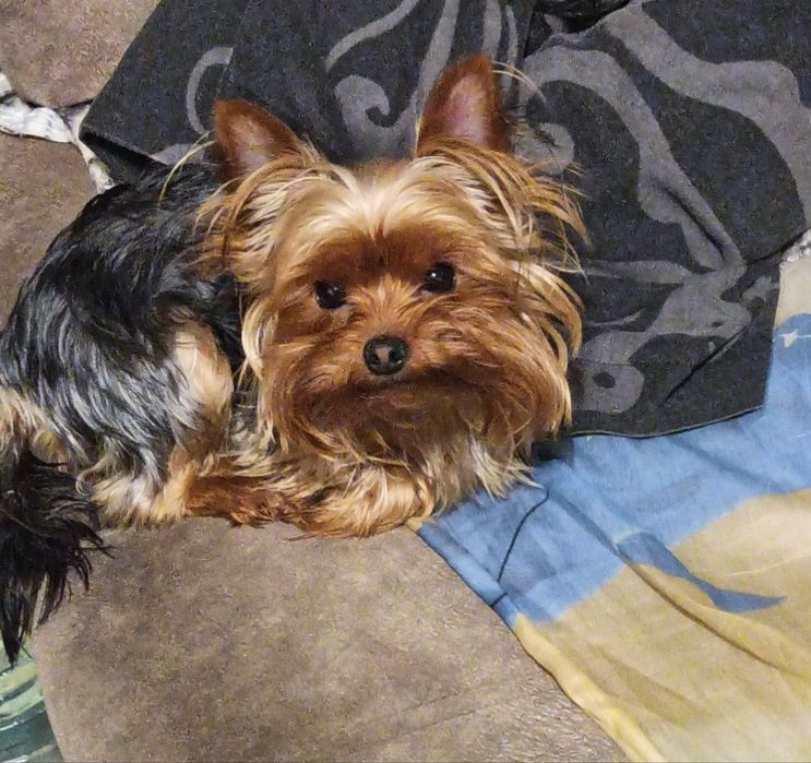 Йоркширский терьер щенки.