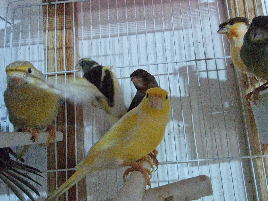 Canários para voarem