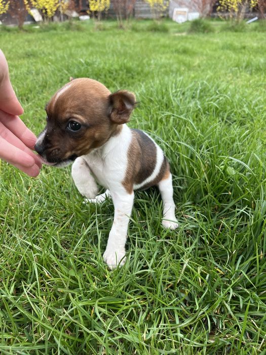 Jack Russell Terrier suczka