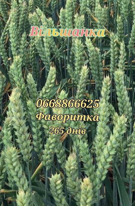 Купить пшеницю посевную