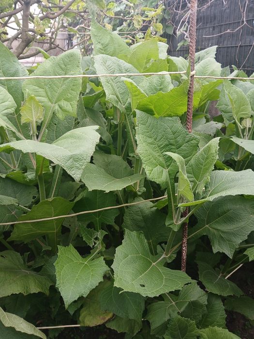 Plantas YACON  em vasos sabor a pêra