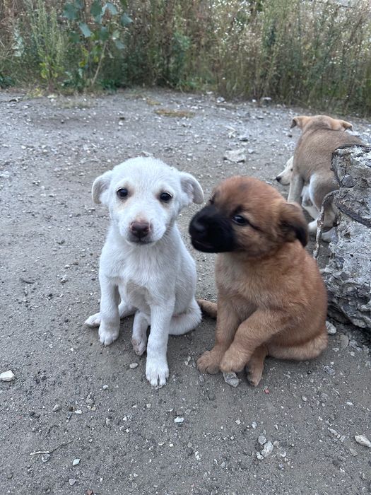 Цуцики у добрі руки