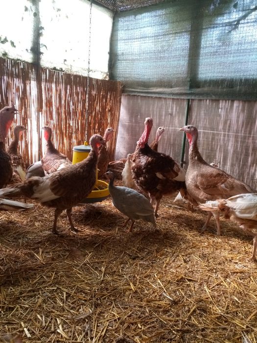 Породистые  индюки.Самцы и самки на племя.