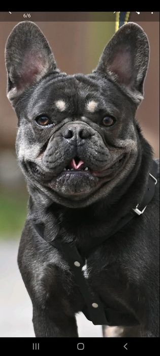 Французы взрослые