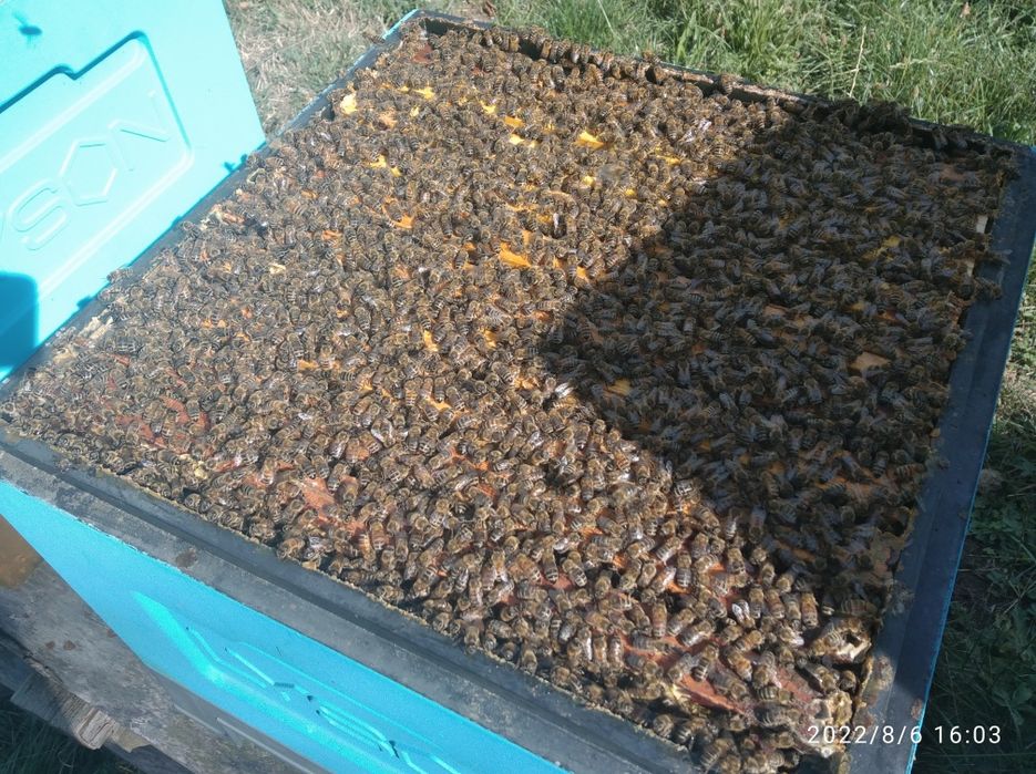 Rodzina pszczela odkład pszczoły