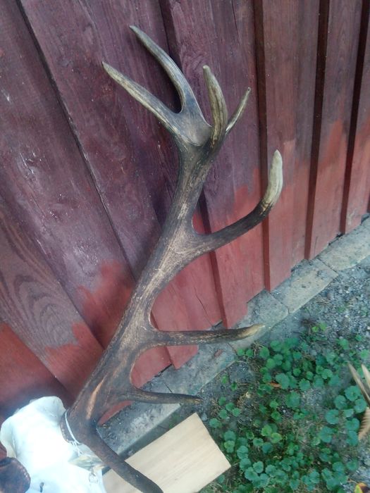 Poroże rogi byk jeleń piękny medalowy wieniec