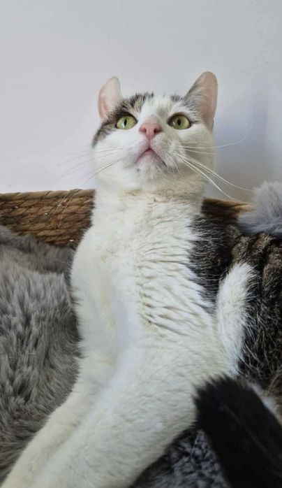 Frużelinka malutka kotka czeka na swojego przyjaciela