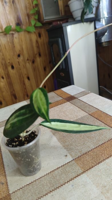 Хойя Macrophylla Pot of Gold