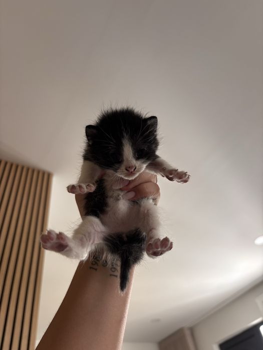 Dou gatinhos bebés