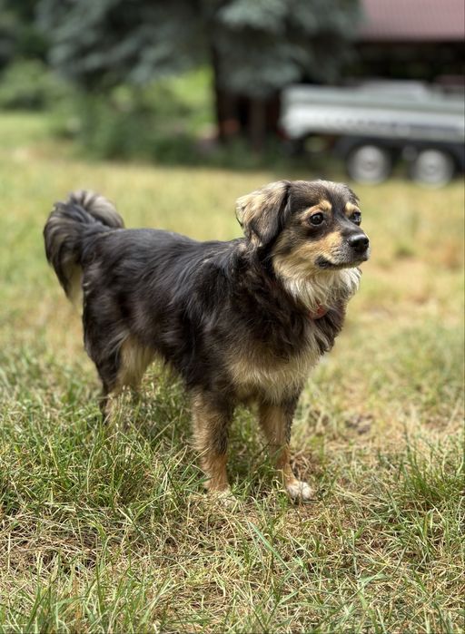 Mała suczka do adopcji!