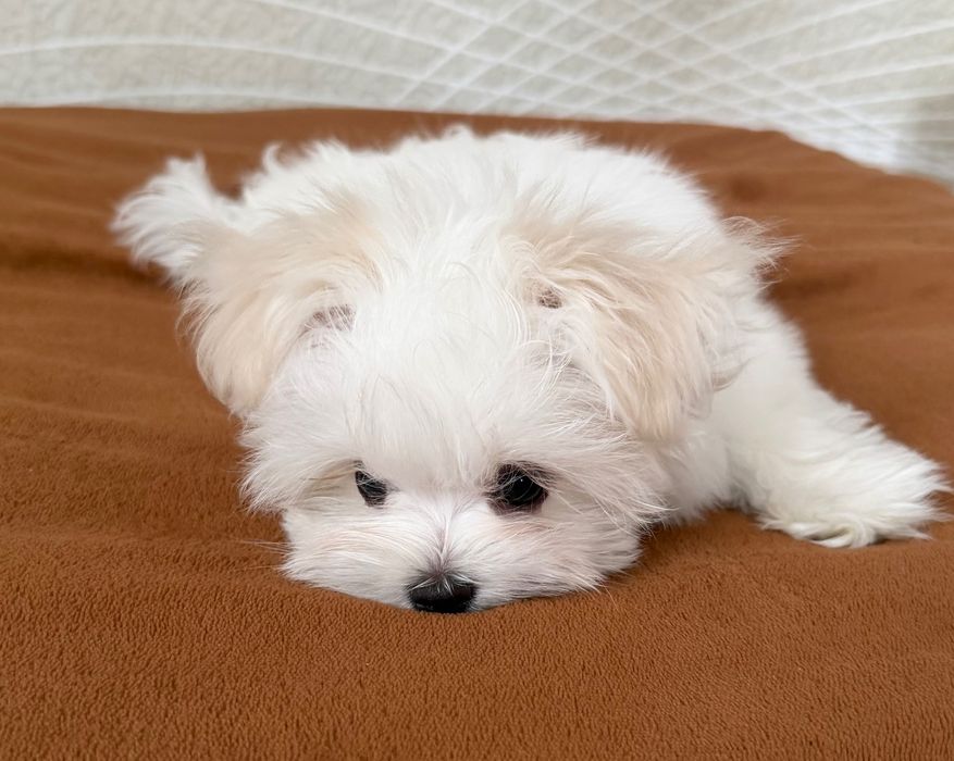 Мальтійська болонка дівчинка цуценя  КСУ мальтезе