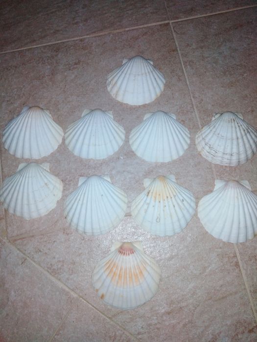 Conchas de vieira