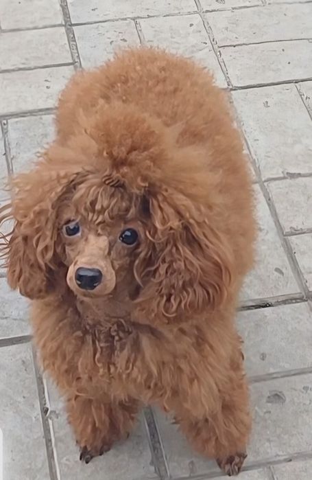 Взрослая девочка той. КСУ