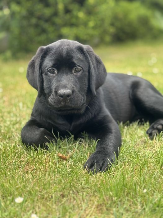 Labrador Retriever - suczka , ZKwP /FCI