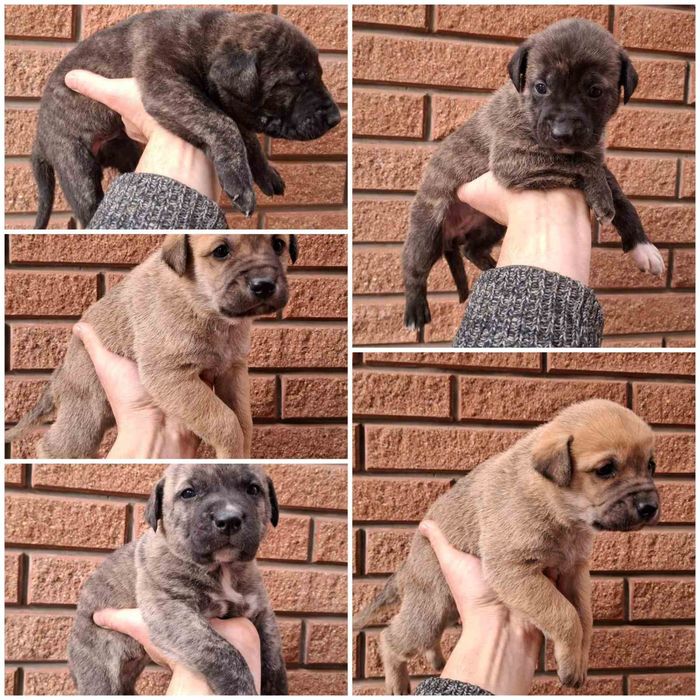 Щенки. Канадский дог. Метис. Цуценята