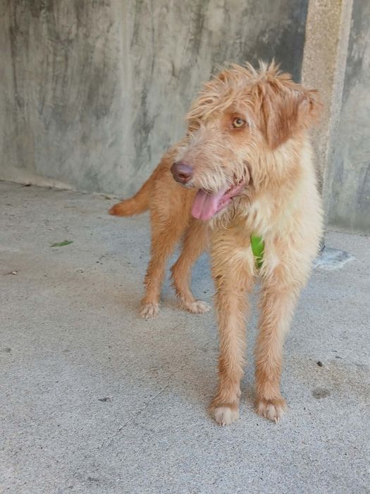 Zeus para adoção muito responsável