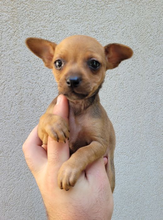 Femea pinscher mini