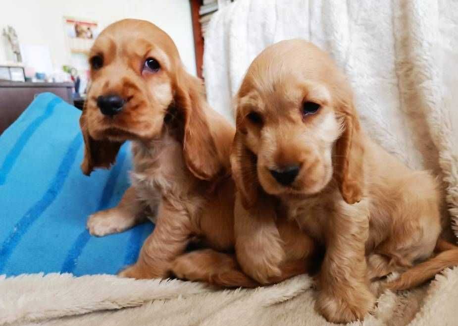 Śliczny piesek Cocker spaniel angielski rodowód