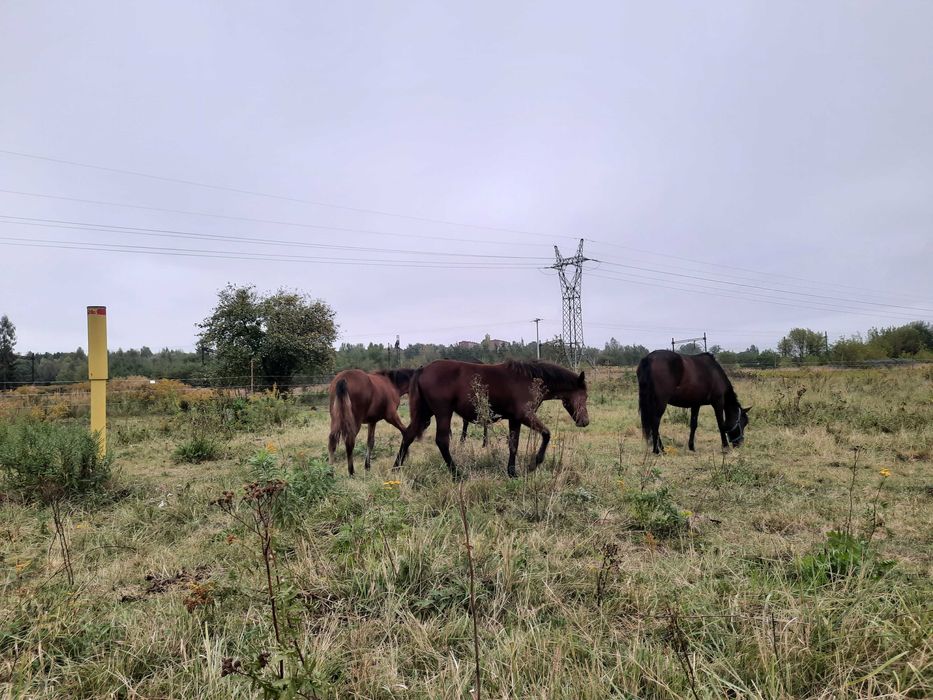 Obornik koński oddam