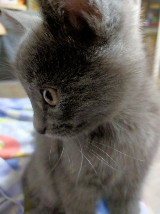 Котята шотландцы ищут любящих хозяев