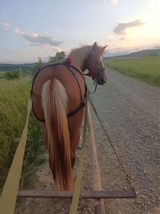 Продам лошицю