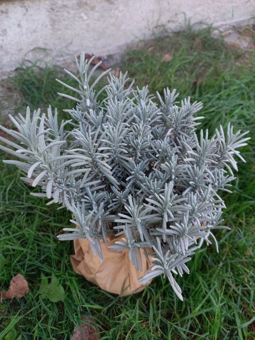 Лаванда фіолетова