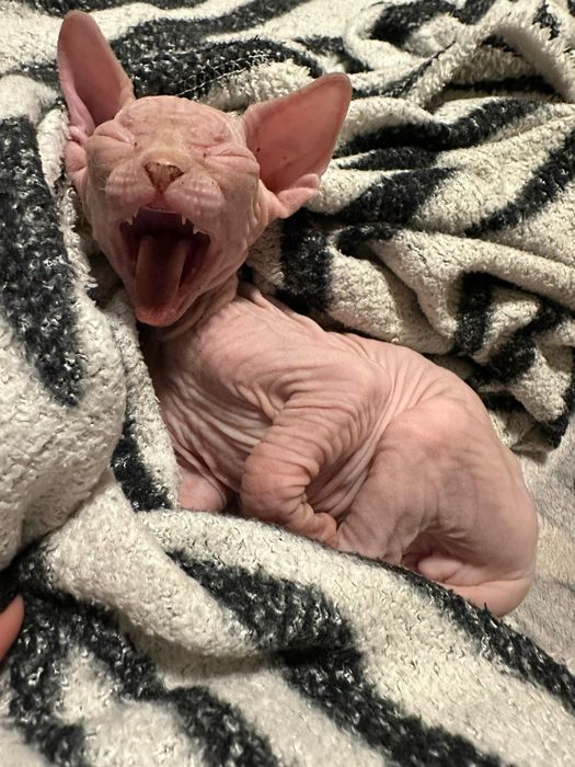 Канадский сфинкс(котята)