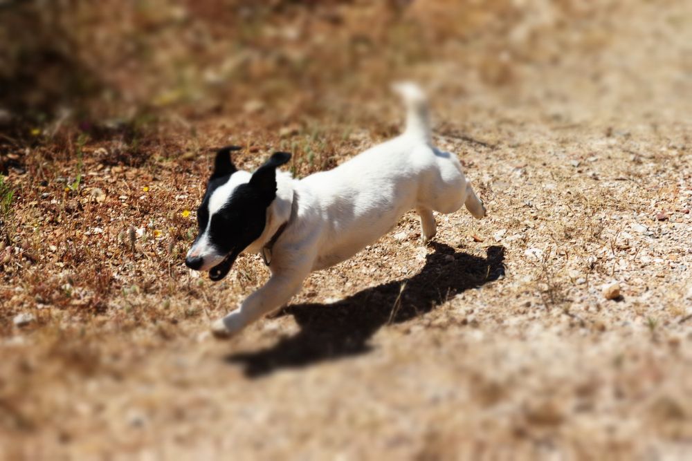 Jack russell familia