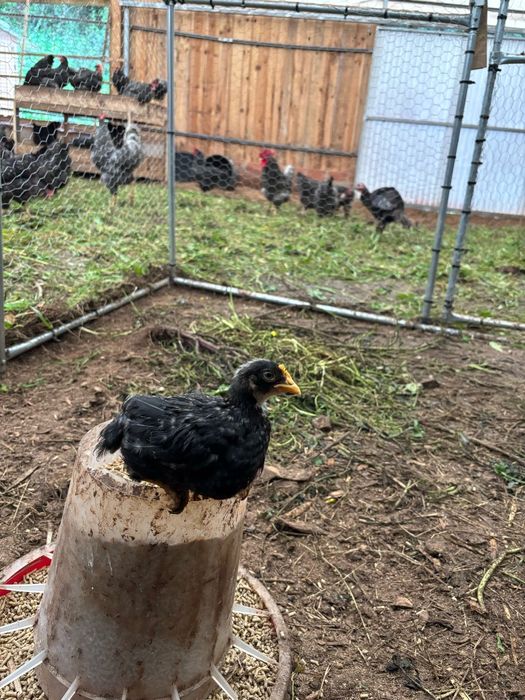 Galinhas e Galos  Pedres Portugues