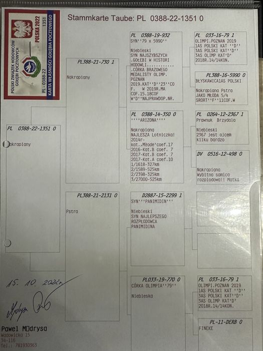 Gołąb młody 100%  P Mędrysa  2026