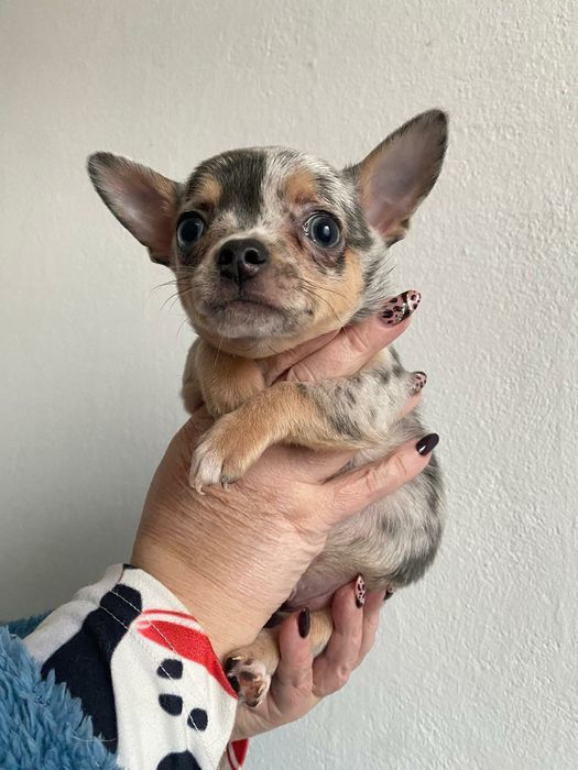 Chihuahua , Śląsk,  piesek ,  szczeniak kolor blue merle