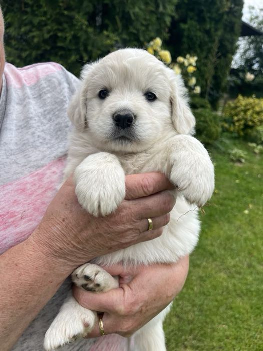 Owczarek podhalański