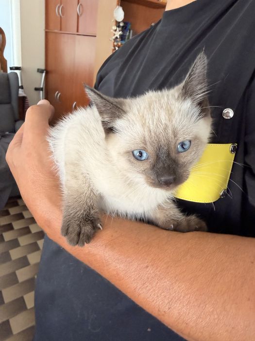 Dá-se 2 gatinhas