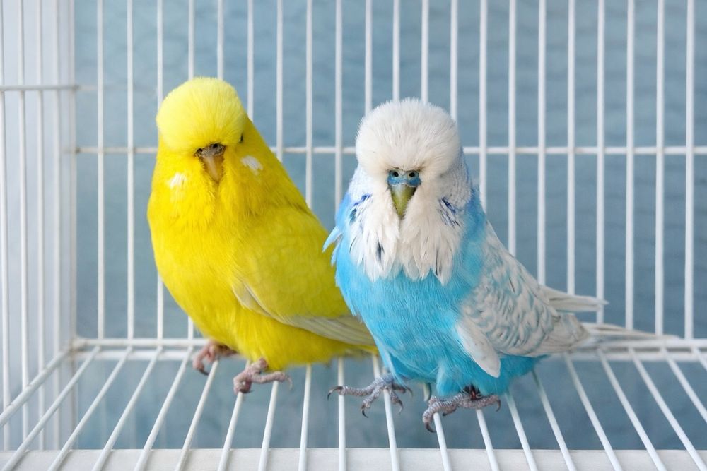 Periquitos e Rolas Diamantes