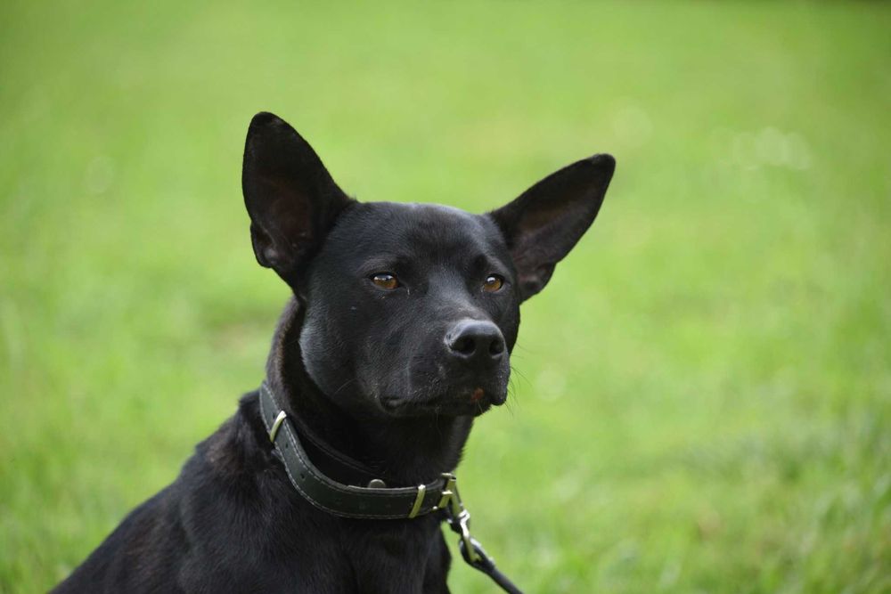 Lupus - młody psiak szuka domu