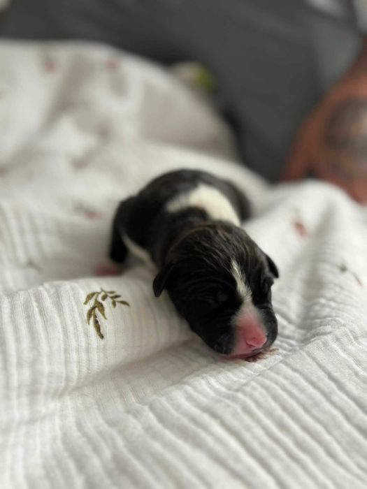 Amstaff American StaffordShire