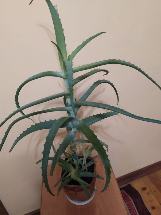 Цветок алоэ ( столетник) лечебный 5 и 7 лет