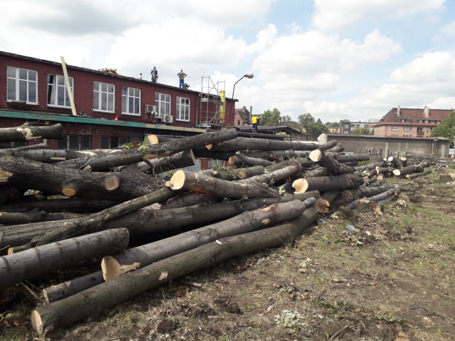 Arborystyczna wycinka drzew