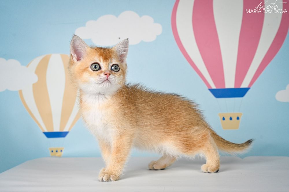 Золотая шиншила 3 месяца