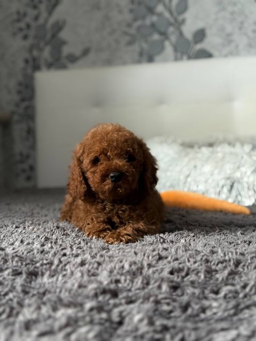 Той пуделя Red Браун