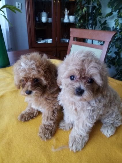 Maltipoo F1B- szczenię